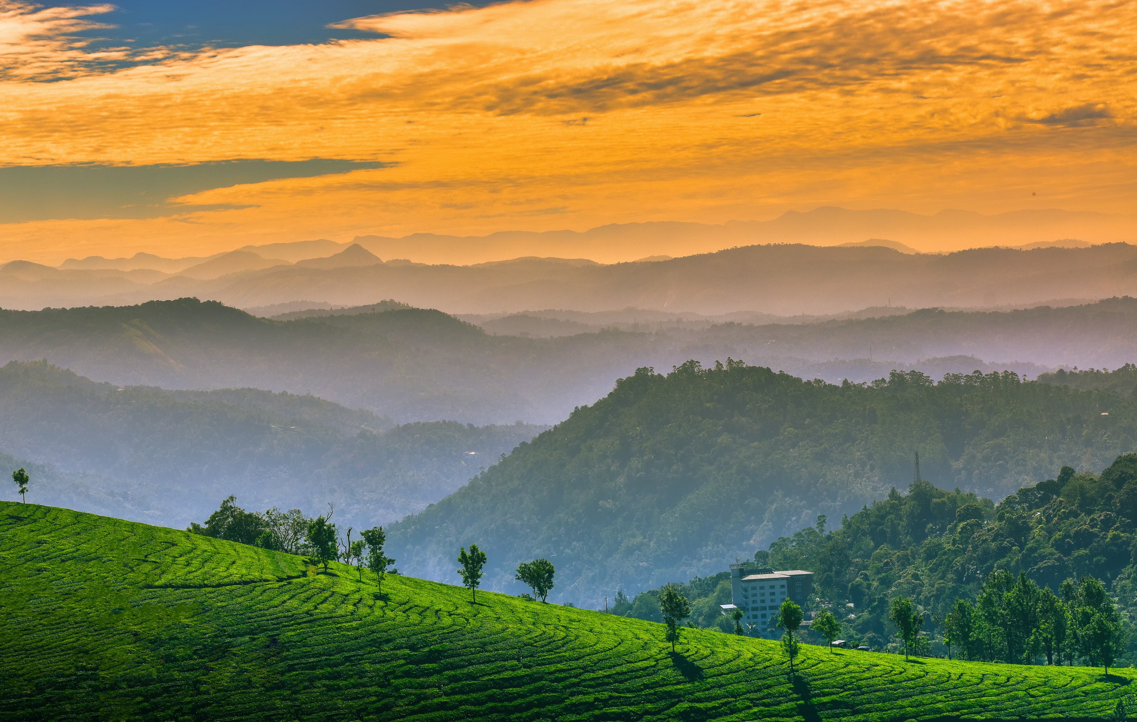 Tea plantations of Munnar